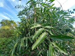 Desmoncus orthacanthos