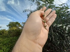 Desmoncus orthacanthos