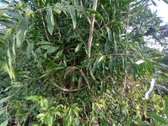 Desmoncus orthacanthos