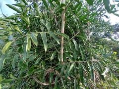 Desmoncus orthacanthos