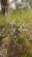Scaevola albida
