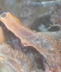 Entoprocta