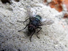 Protophormia terraenovae