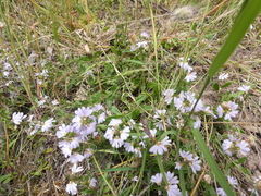 Scaevola albida