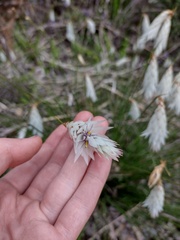 Johnsonia lupulina