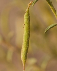Cleome arabica