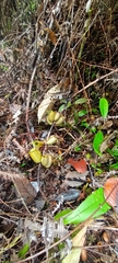 Nepenthes ampullaria