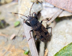Euander lacertosus