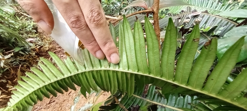 Austroblechnum keysseri (Austroblechnum keysseri)