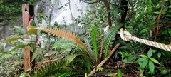 Austroblechnum keysseri