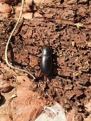 Helopini