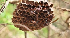 Ropalidia plebeiana