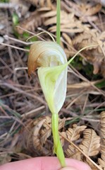 Pterostylis baptistii