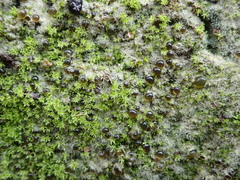 Nostocaceae