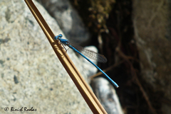 Arabicnemis caerulea
