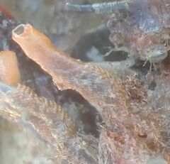Entoprocta