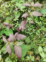 Alternanthera brasiliana