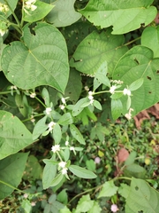 Alternanthera bettzickiana