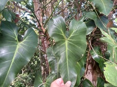 Philodendron cordatum
