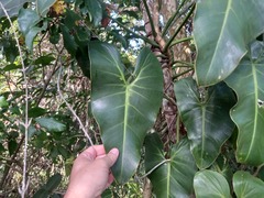 Philodendron cordatum