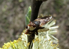 Sicus ferrugineus