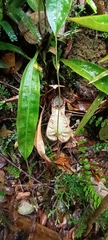 Nepenthes rafflesiana