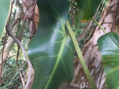 Philodendron cordatum