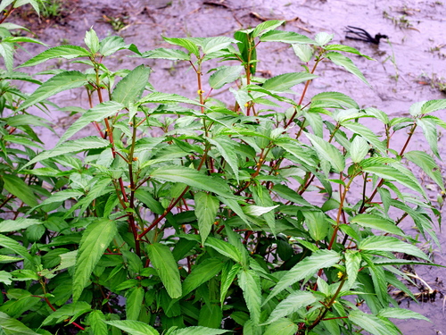 Image of Corchorus capsularis by (c) Jacy Chen, some rights reserved (CC BY)