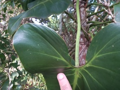 Philodendron cordatum