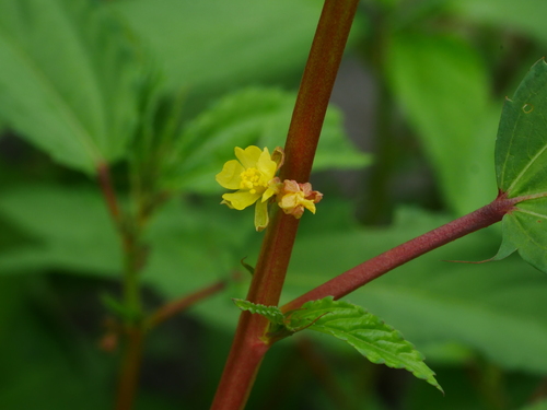 Image of Corchorus capsularis by (c) Jacy Chen, some rights reserved (CC BY)