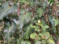 Philodendron cordatum