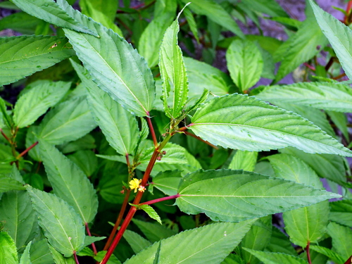 Corchorus capsularis