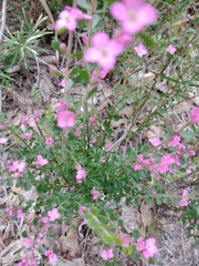 Boronia crenulata