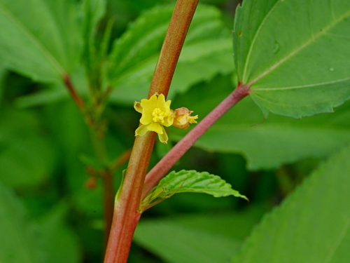 Image of Corchorus capsularis by (c) Jacy Chen, some rights reserved (CC BY)