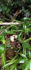 Nepenthes rafflesiana