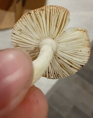 Russula bicolor