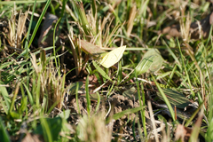 Eurema mandarina