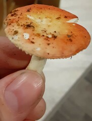 Russula bicolor