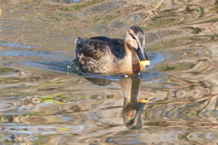 Anas platyrhynchos × zonorhyncha