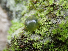 Nostocaceae