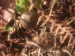 Psilocybe serbica