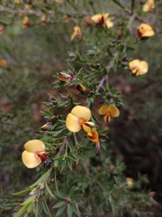 Pultenaea reticulata