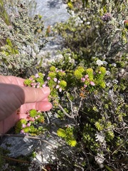 Erica pulvinata