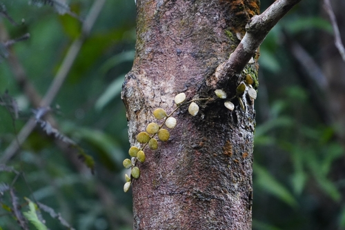 Dischidia hirsuta, photograph 4