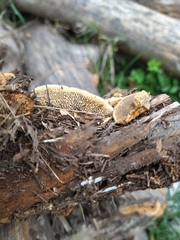 Gloeophyllum trabeum