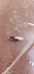 Messor barbarus