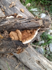 Gloeophyllum trabeum