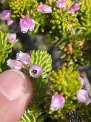 Erica pulvinata