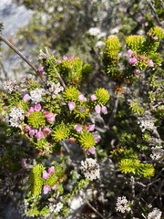 Erica pulvinata