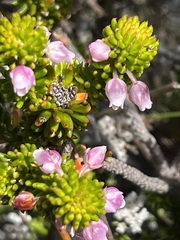 Erica pulvinata